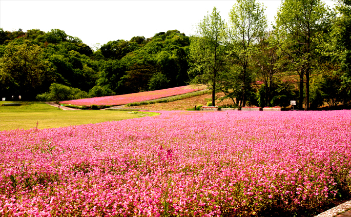 延岡植物園