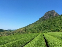 行縢茶園