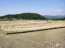 はざ架け天日干し