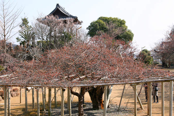 本東寺 慧日梅