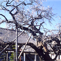 本東寺 慧日梅