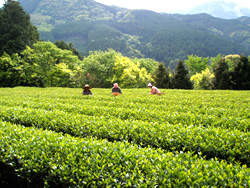 亀長茶園の茶畑