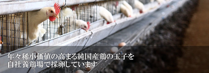 年々稀小価値の高まる純国産鶏の玉子を自社養鶏場で採卵しています