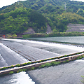 岩熊井堰