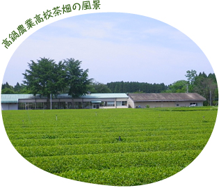 高鍋高校の茶畑の風景