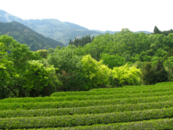 亀長茶園茶畑