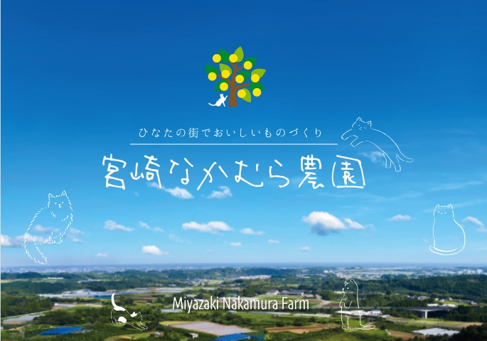 大玉で果汁がたっぷり！ 日向夏 宮崎なかむら農園
