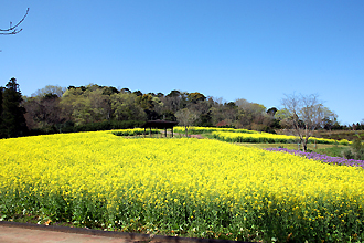 大型花壇では四季折々の花が楽しめます 