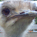 ダチョウ園 ふれあいミニ動物園