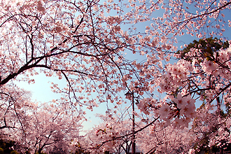 満開の桜