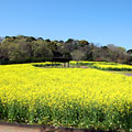 延岡植物園