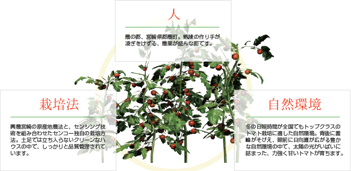 黄金のトライアングル：フロー図