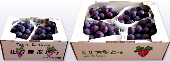 ピオーネ1kg 2kg