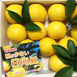 種の少ない日向夏 平箱入り