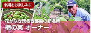 梅の実　オーナー募集　ももくり百年